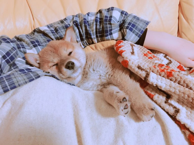 女の子大好きりんご郎 こやつはかなりのプレイボーイと見ました 柴犬りんご郎ブログ