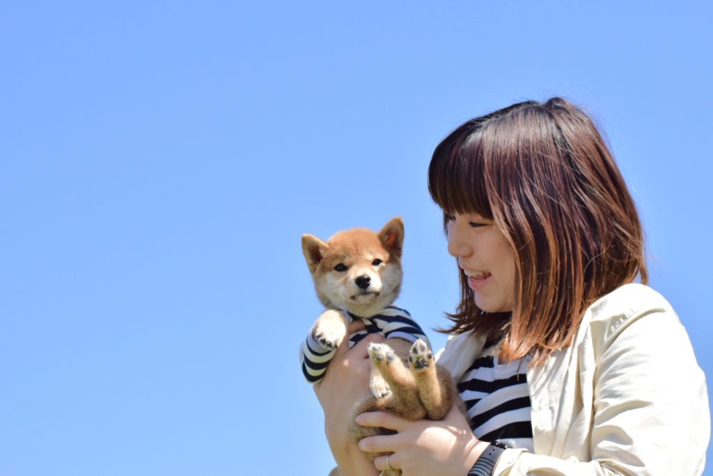 ペット保険って必要 みなさんはどう思いますか 柴犬りんご郎ブログ