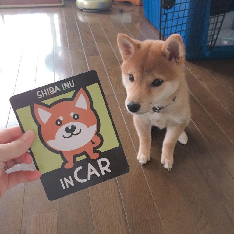 柴犬 車に乗ってます 柴犬りんご郎ブログ
