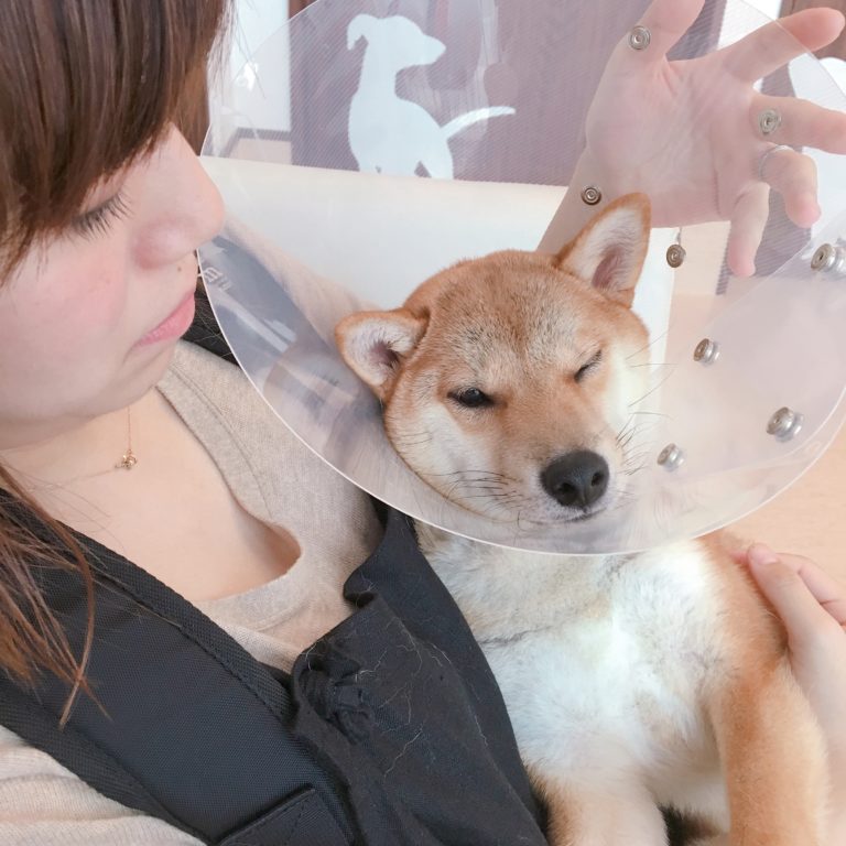 去勢手術を終え 予想以上にぐったりした様子です 柴犬りんご郎ブログ