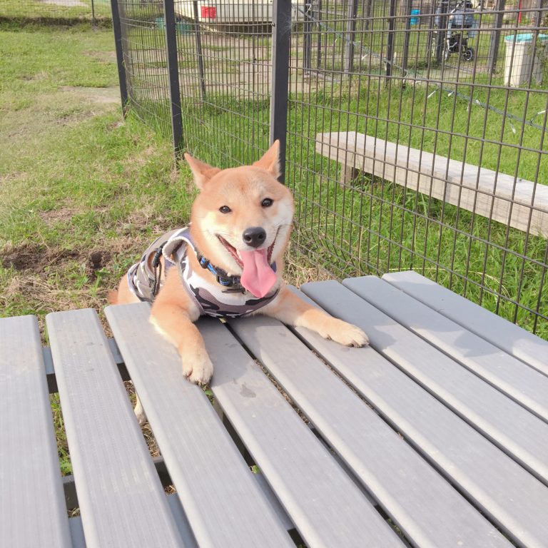 三重県四日市にあるドッグランでたくさん走ってきたワン 柴犬りんご郎ブログ