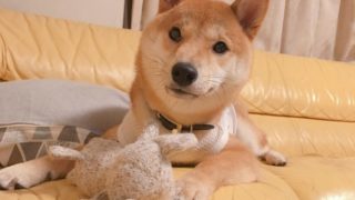 度重なる破壊行為 噛み癖 を直すしつけに苦戦中の日々 柴犬りんご郎ブログ