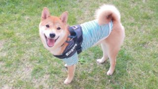 柴犬の人気名前ランキングが発表されましたね さてうちの子は 柴犬りんご郎ブログ