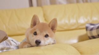 柴犬の年齢を人間の年齢に換算すると 表とグラフでまとめてみたワン 柴犬りんご郎ブログ