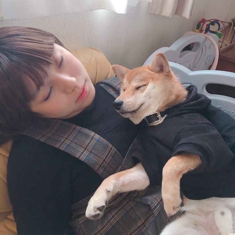 りんご郎としばしの別れです 柴犬りんご郎ブログ