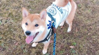 寒いと犬も散歩で歩かなくなるもの 柴犬りんご郎ブログ