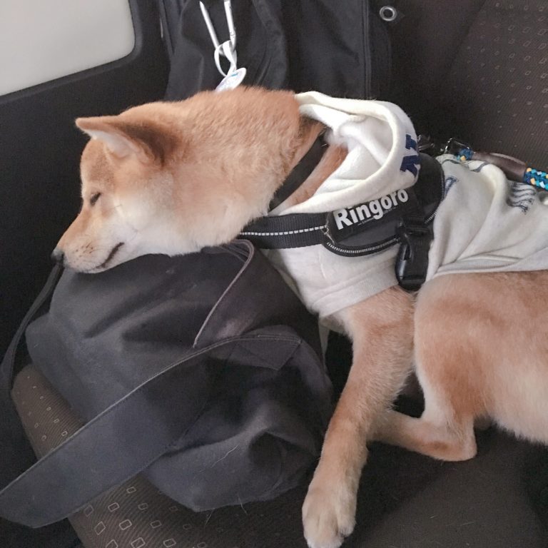 伊勢市にあるドッグランのpescaに行ってきたワン 柴犬りんご郎ブログ