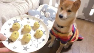 犬用 さつまいも使って 手作りおやつに初挑戦しちゃった話 柴犬りんご郎ブログ 犬用 さつまいも使って 手作りおやつに初挑戦しちゃった話 柴犬りんご郎ブログ