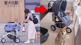 りんご郎のエアバギーがしばらくの間ベビーカーに大変身 柴犬りんご郎ブログ