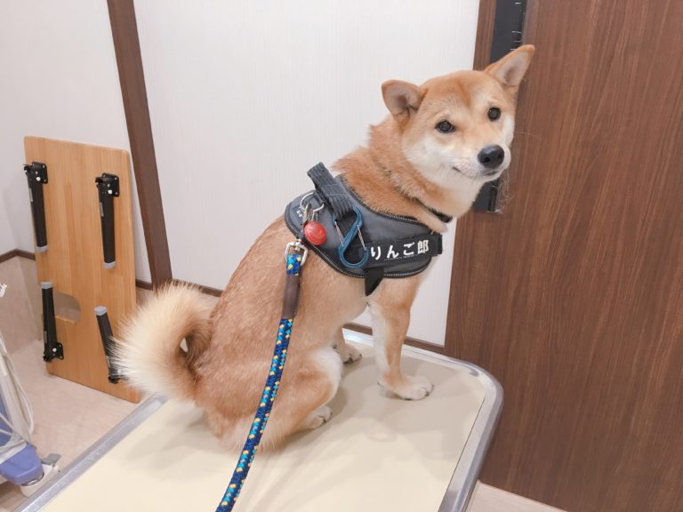 食欲がだいぶ戻ってきました ご飯は一時療養食フードへ 柴犬りんご郎ブログ