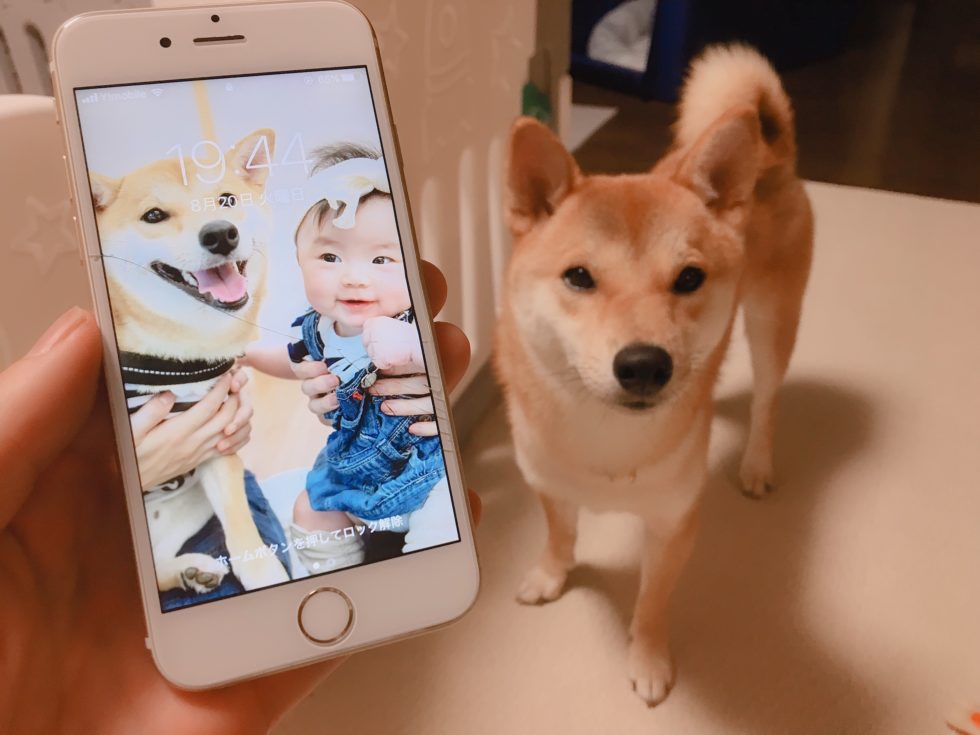 7年ぶりにスマホの待ち受けを変えてみた話 柴犬りんご郎ブログ