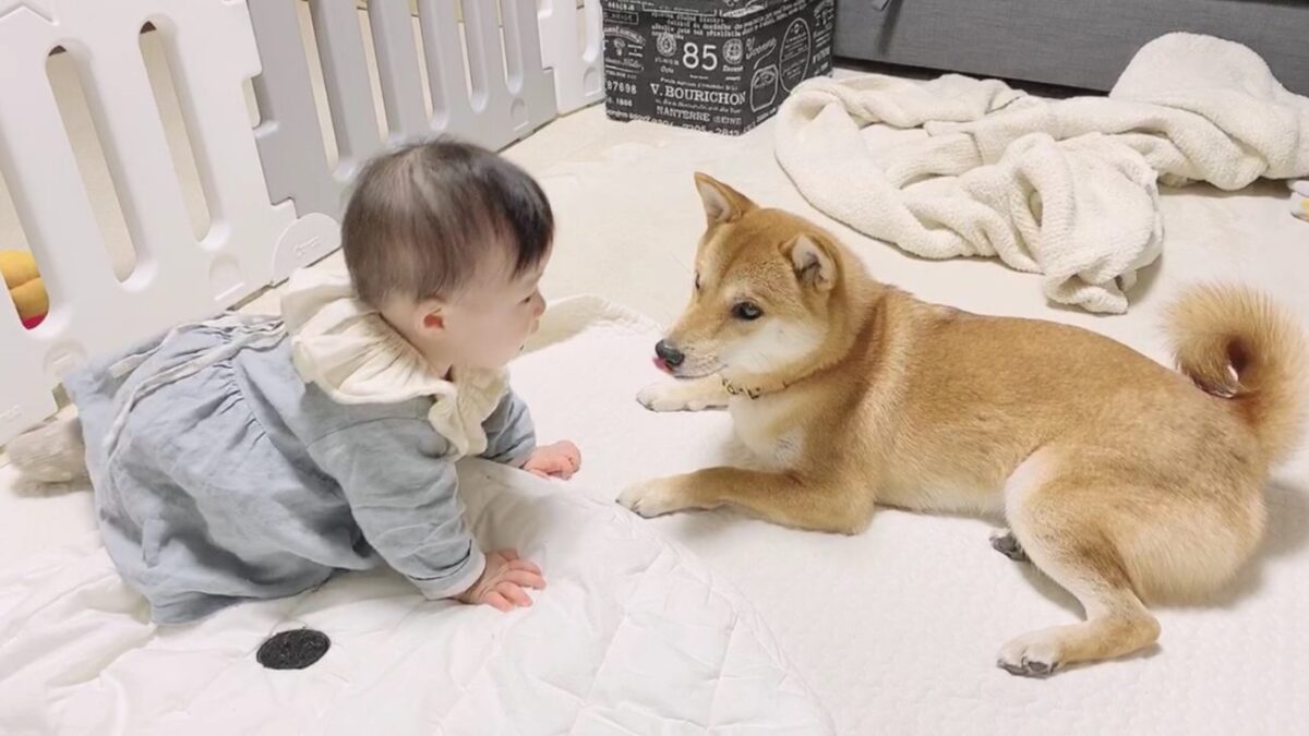 柴犬 りんご 郎 ブログ