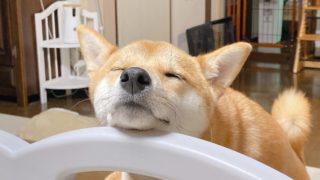 おむつ交換を待ってる時の柴犬が可愛すぎて辛い