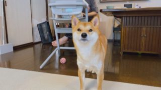最近フードの食べムラがあるのは もしかしたら離乳食が関係しているのかもしれない 柴犬りんご郎ブログ