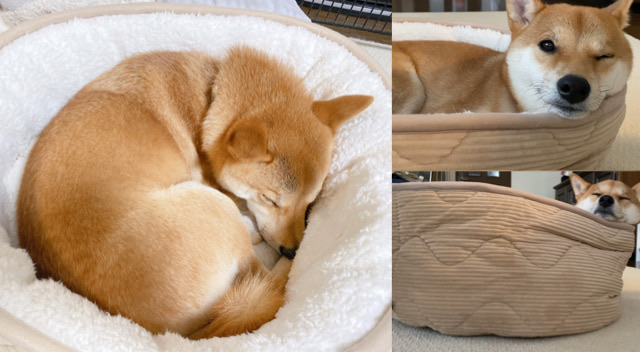 ニトリの犬用ベッドで至福の時間を過ごす柴犬 柴犬りんご郎ブログ