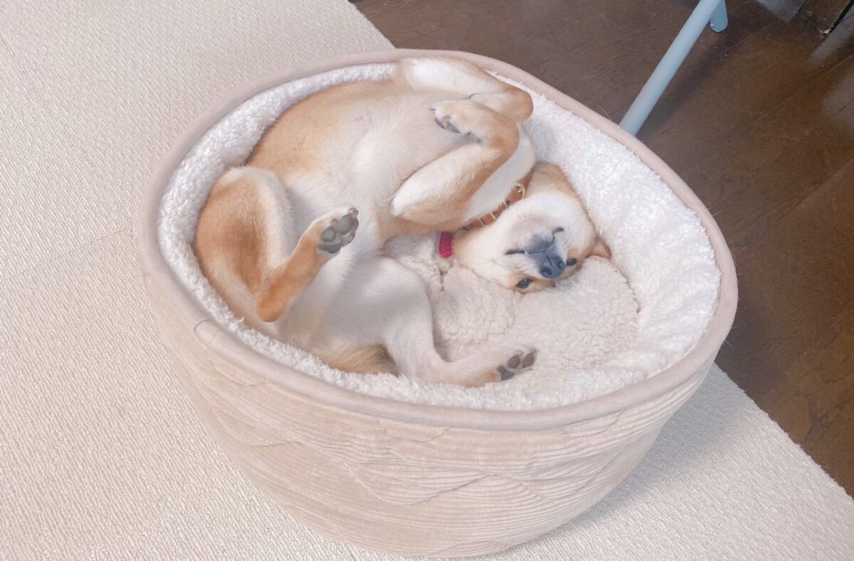 どれだけニトリの犬用ベッドが好きなのかちょっと実験してみた 柴犬りんご郎ブログ