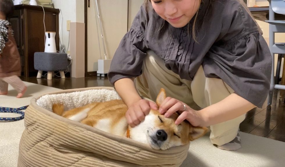 シャンプーした日は一日中わしゃわしゃされまくるうちの柴犬 柴犬りんご郎ブログ