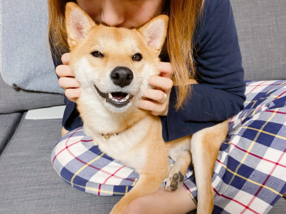 娘を寝かしつけたママと二人だけの時間を堪能する柴犬 柴犬りんご郎ブログ