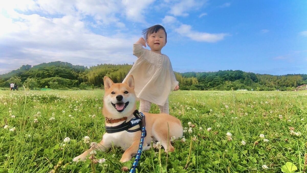 そうだ 柴犬と1歳娘を連れて公園に行こう 柴犬りんご郎ブログ