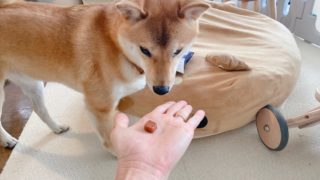 フィラリアの薬を全く食べないので細かく砕いてご飯に混ぜてみた結果 柴犬りんご郎ブログ