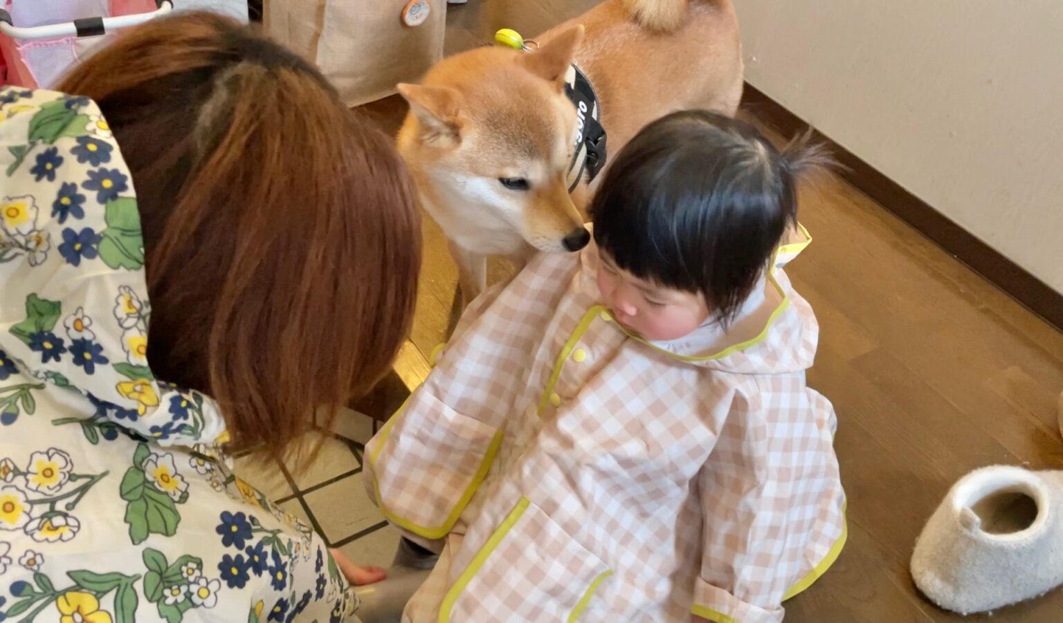 柴犬さんの雨散歩に娘を連れていってみたら予想以上のはしゃぎっぷりだった話 柴犬りんご郎ブログ