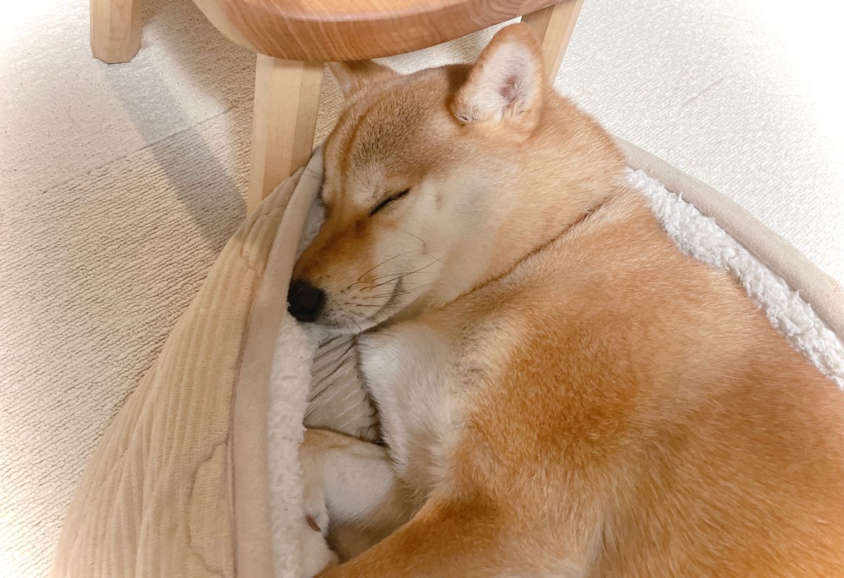 幸せそうな寝顔の柴犬さんを見ては今年も頑張ろうと思える父がいる 柴犬りんご郎ブログ
