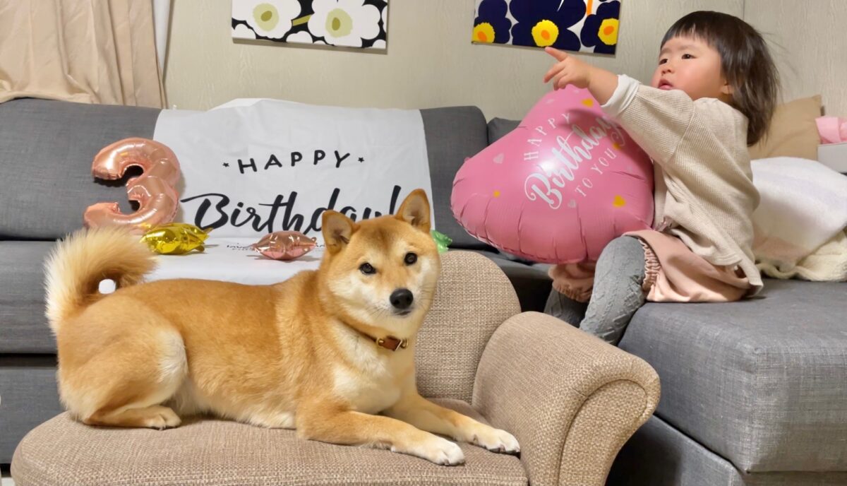りんご郎の3歳誕生日を家族みんなでお祝いしました 柴犬りんご郎ブログ