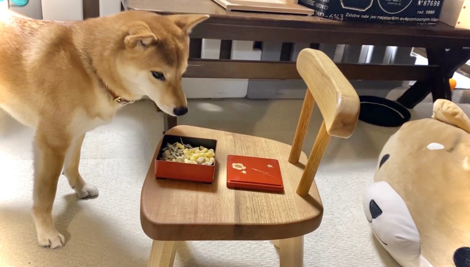 犬用おせちをあげてみたら全く食べない 原因はまさかのあれでした 柴犬りんご郎ブログ