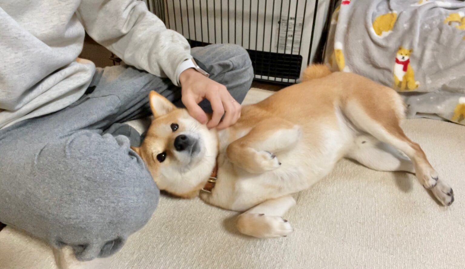 あざと可愛い というのはうちの柴犬さんにそっくりな言葉なのかもしれない 柴犬りんご郎ブログ