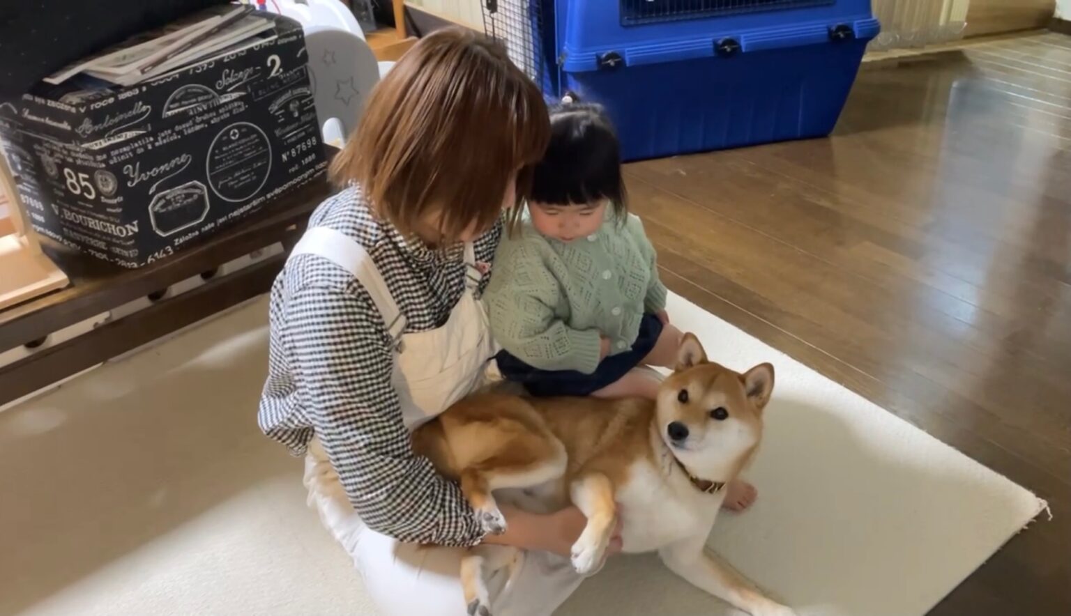 ママと柴犬がいちゃついてるのを見て娘が抱っこをせがんできました 柴犬りんご郎ブログ