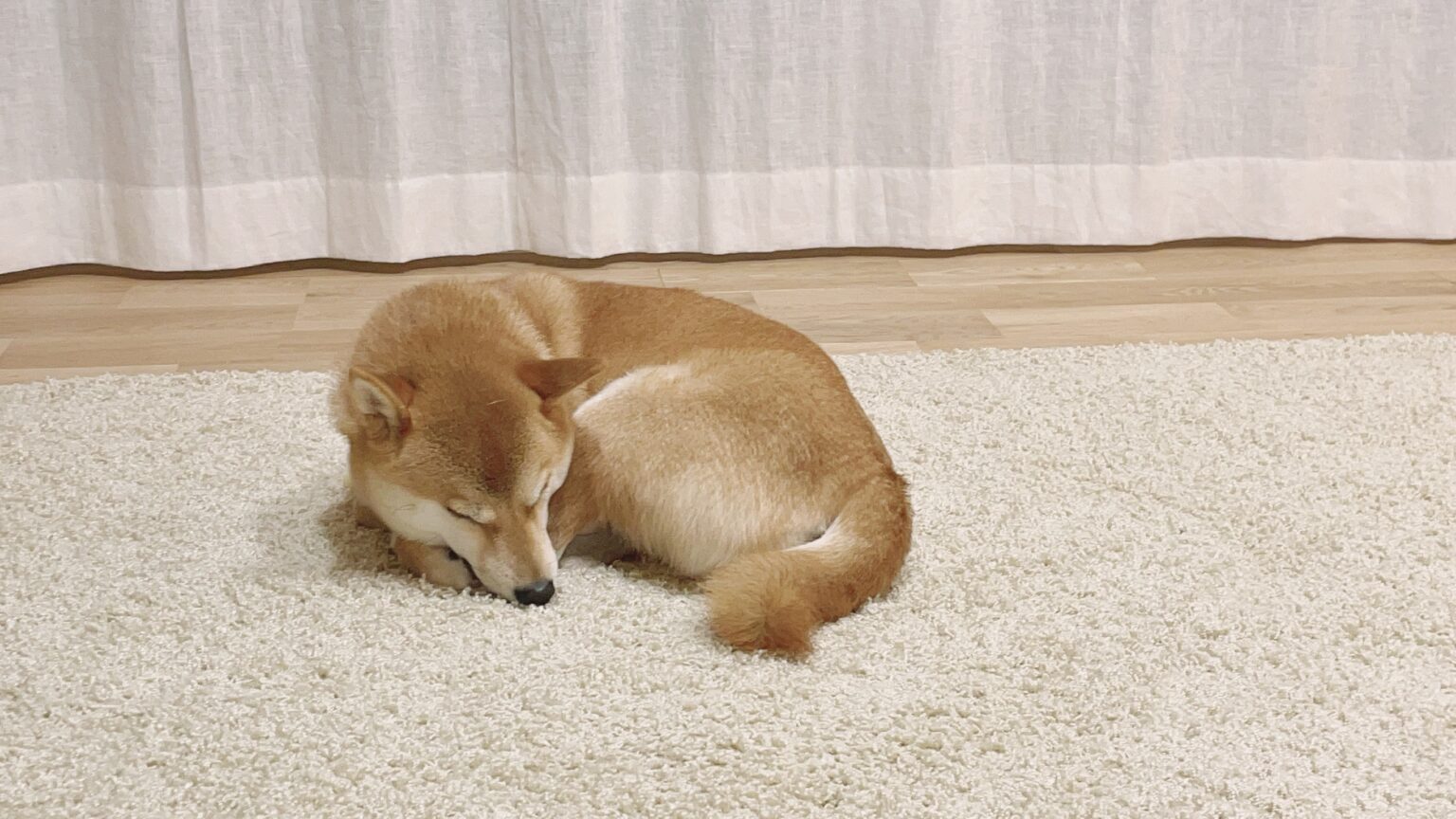 寒くなってきたせいか丸まって寝ていたので 今年もあれをプレゼントしてみた 柴犬りんご郎ブログ