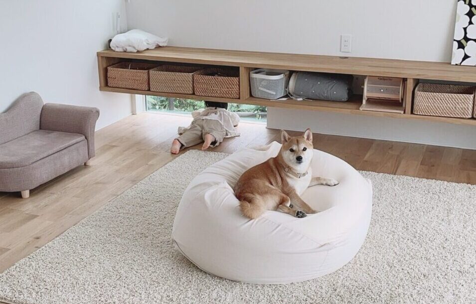 柴犬りんご郎ブログ